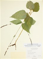 藏品(蠅毒草)的圖片